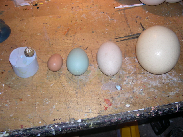 egg types