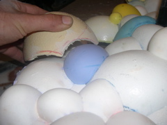 fitting eggs