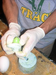 quail egg out of mold