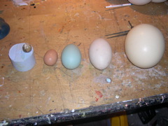 egg types